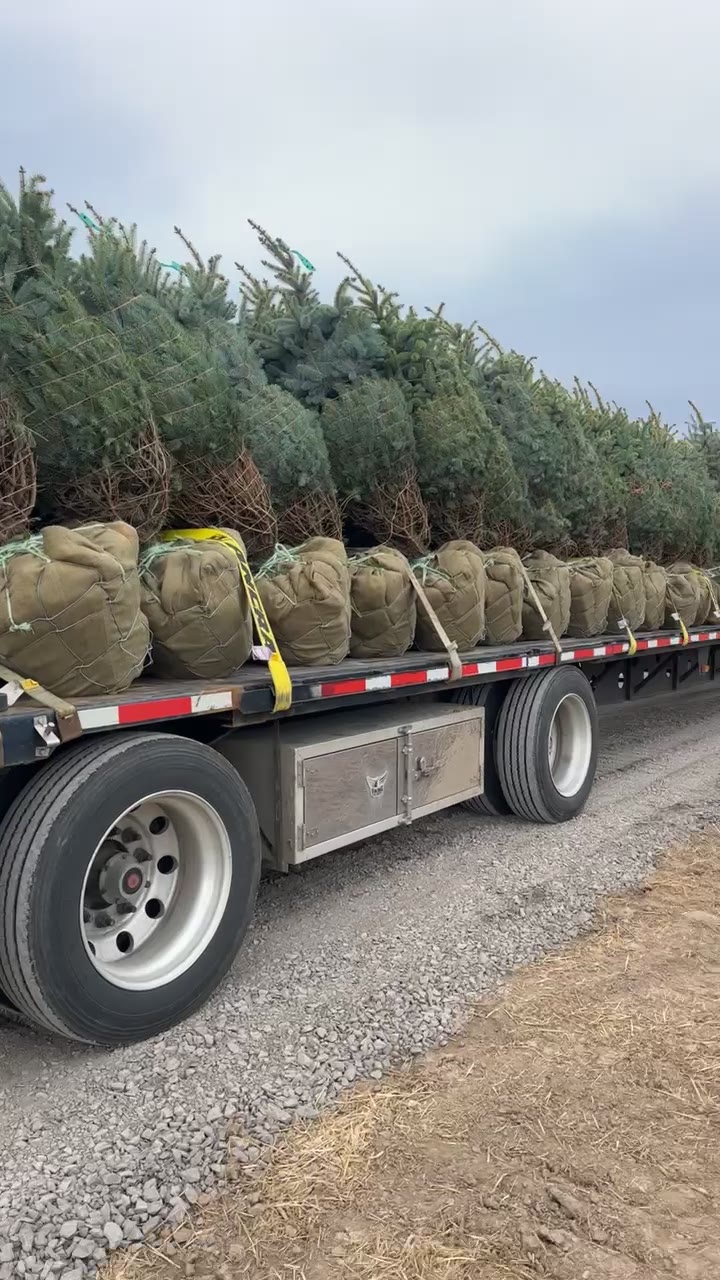 Flatbed truck delivering a full load of trees to the project site