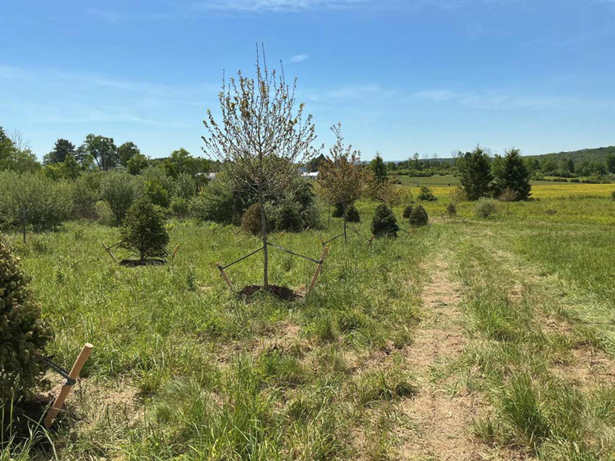 Tree planting and site restoration on open acreage