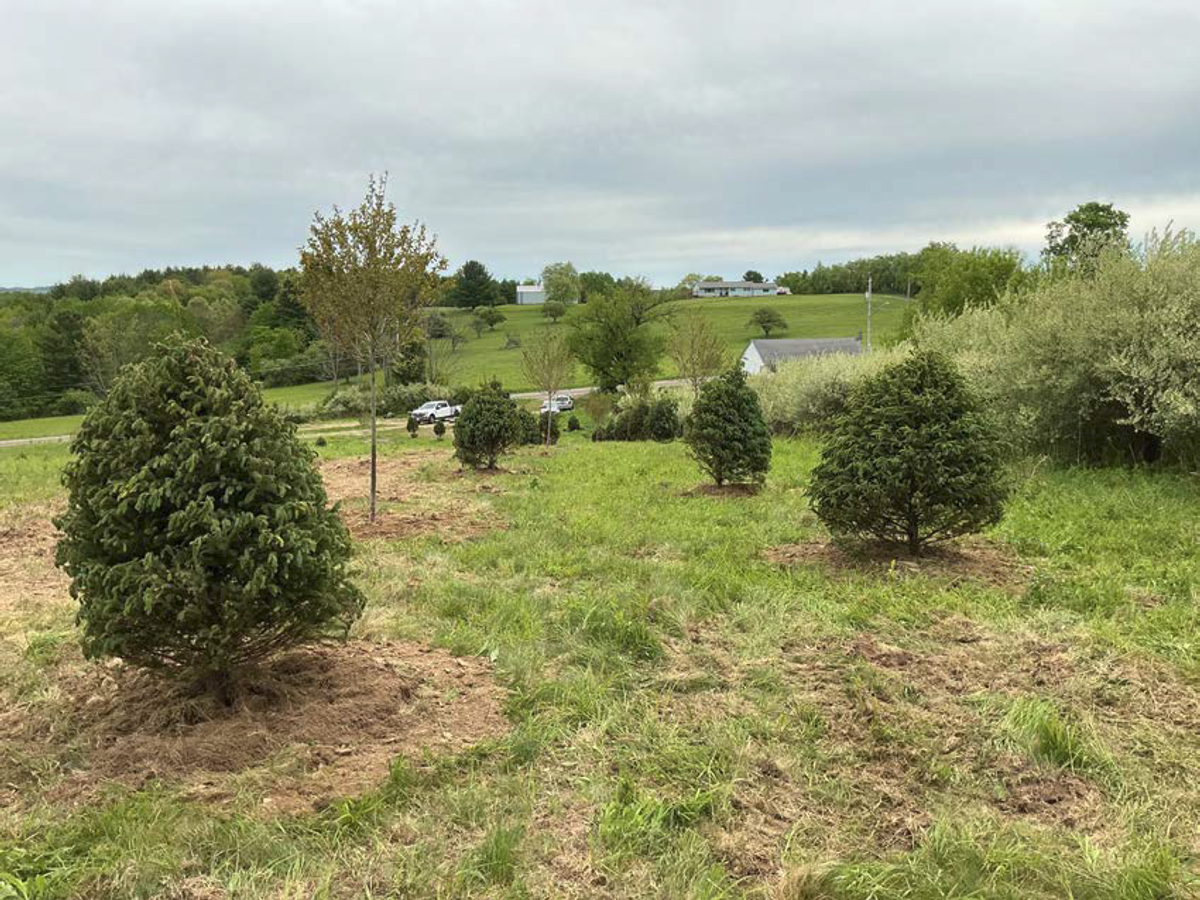 Restored field with established plantings