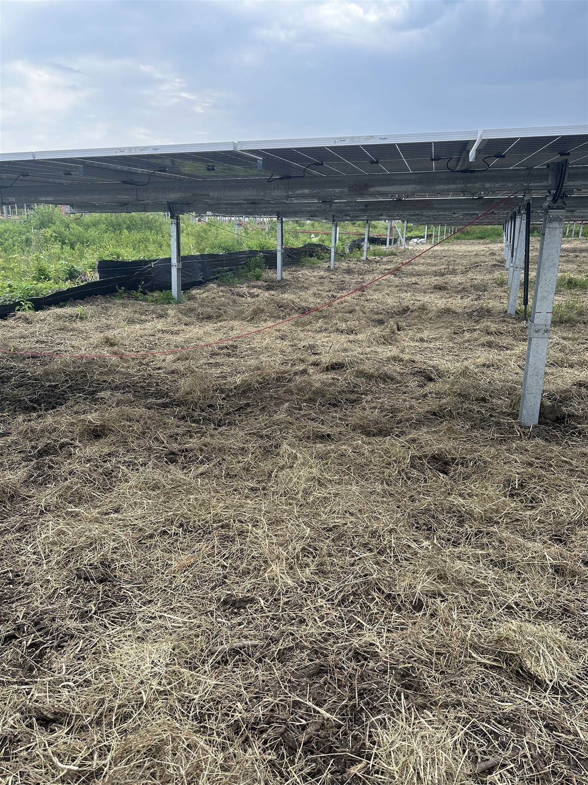 Hay-covered ground beneath solar racking