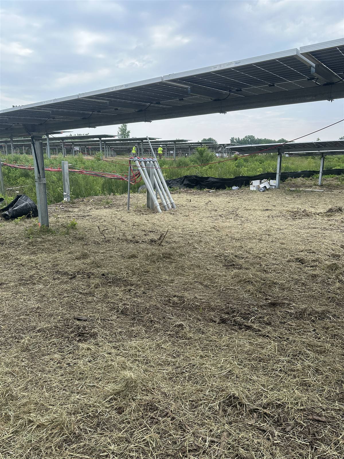 Hay and seed cover under a solar array