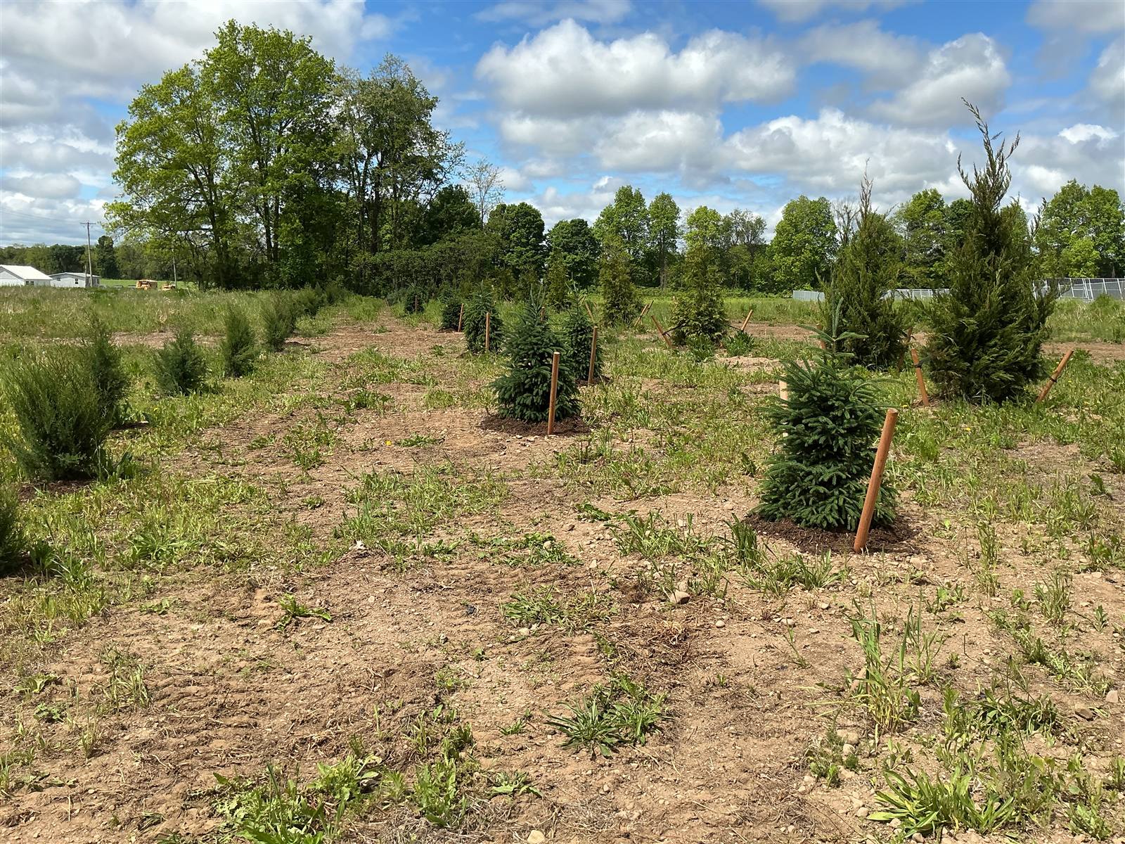 Evergreens planted in staked rows across a Baldwinsville field under a blue sky