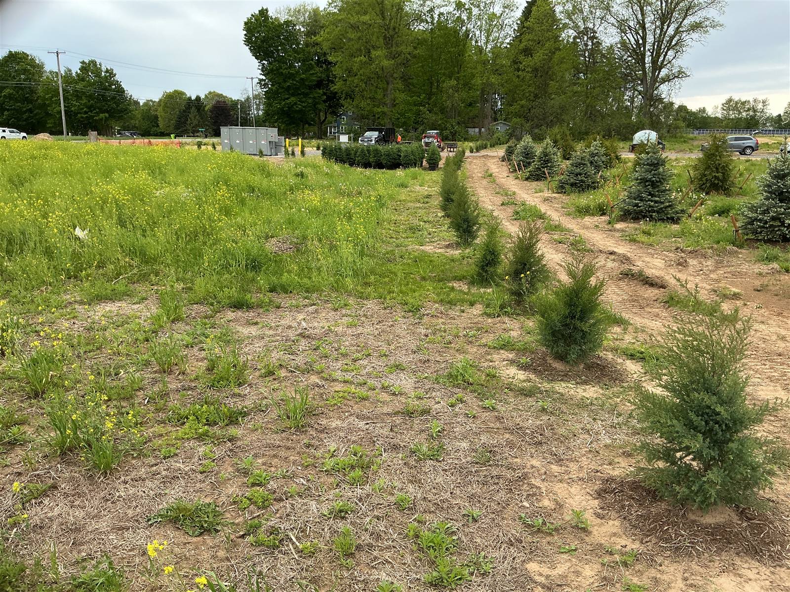 Rows of young evergreens running across a graded Baldwinsville field