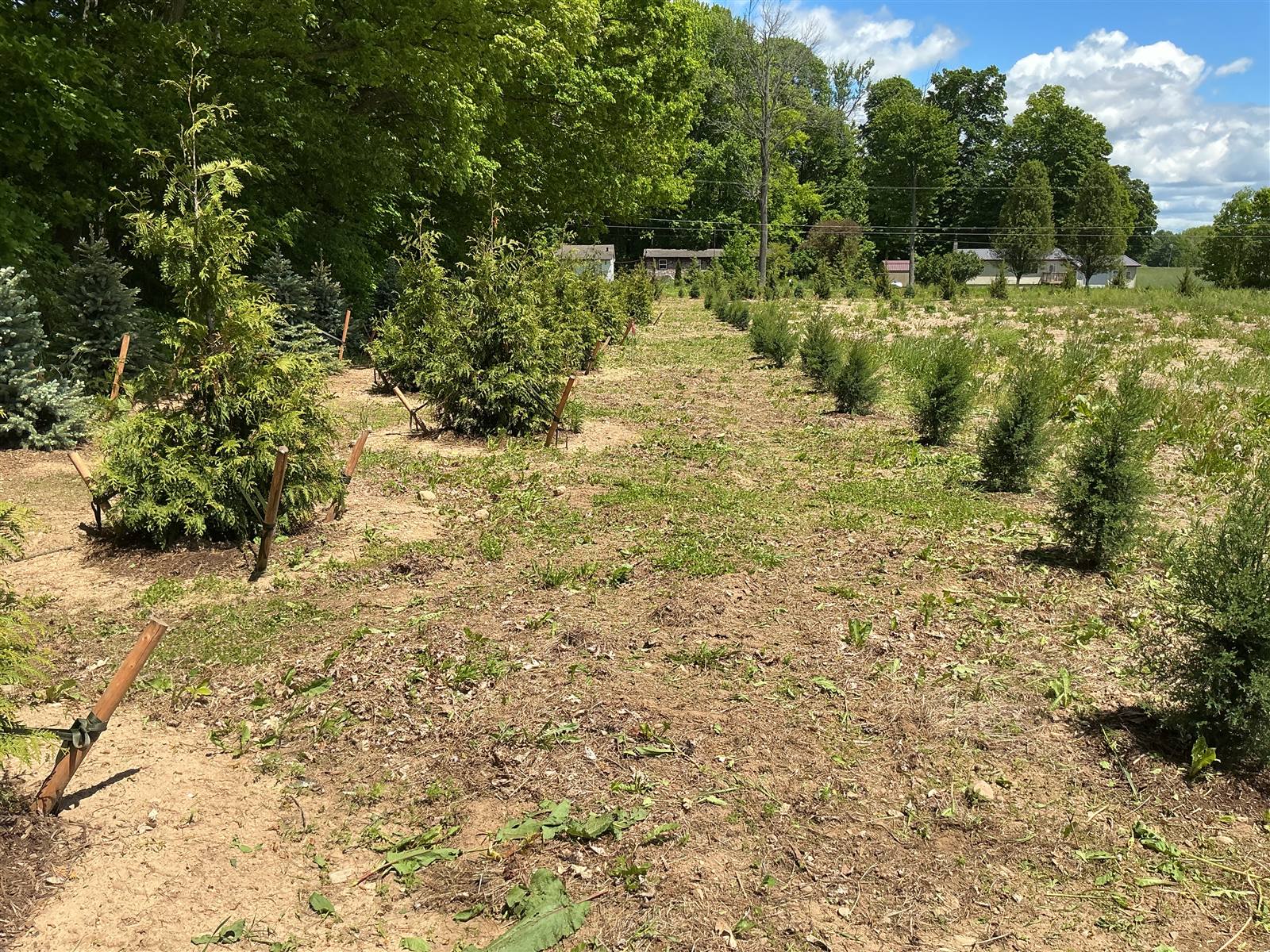 Staked evergreens planted across open ground