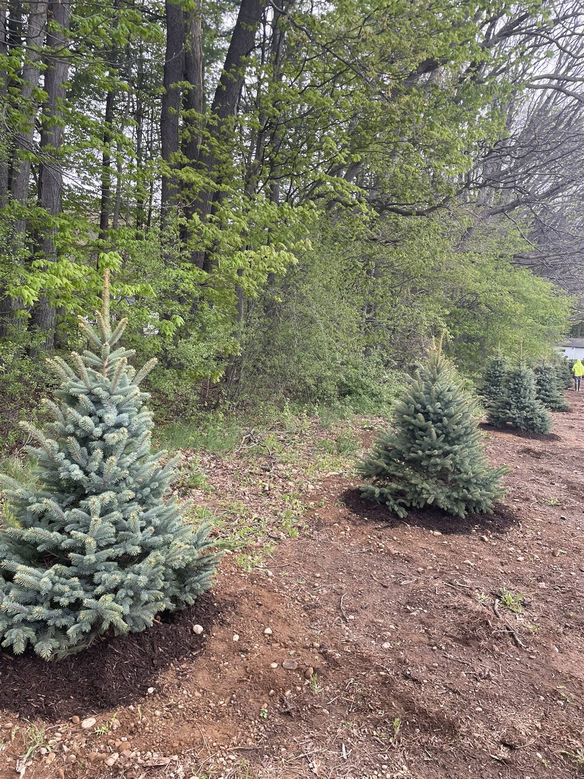 Blue spruce planted in mulched ground beside a road