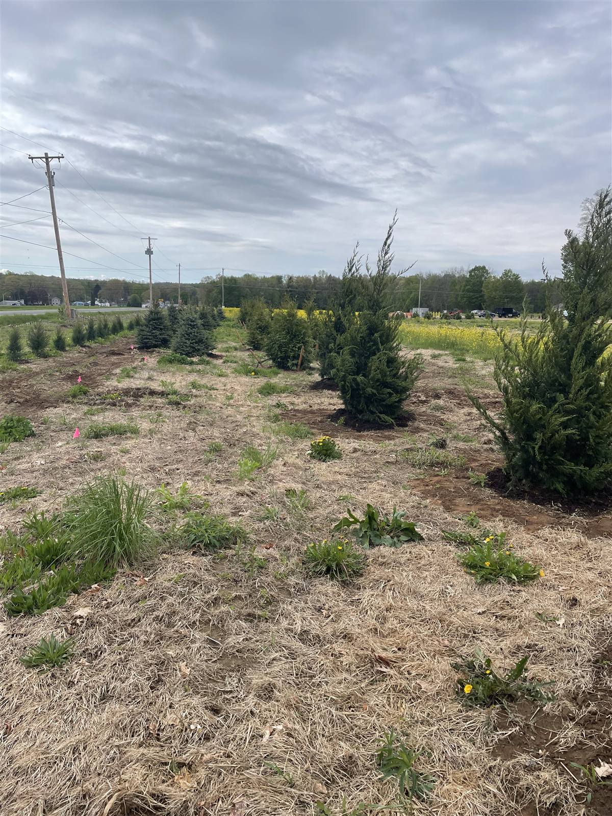 Newly planted evergreen row beside a roadside field