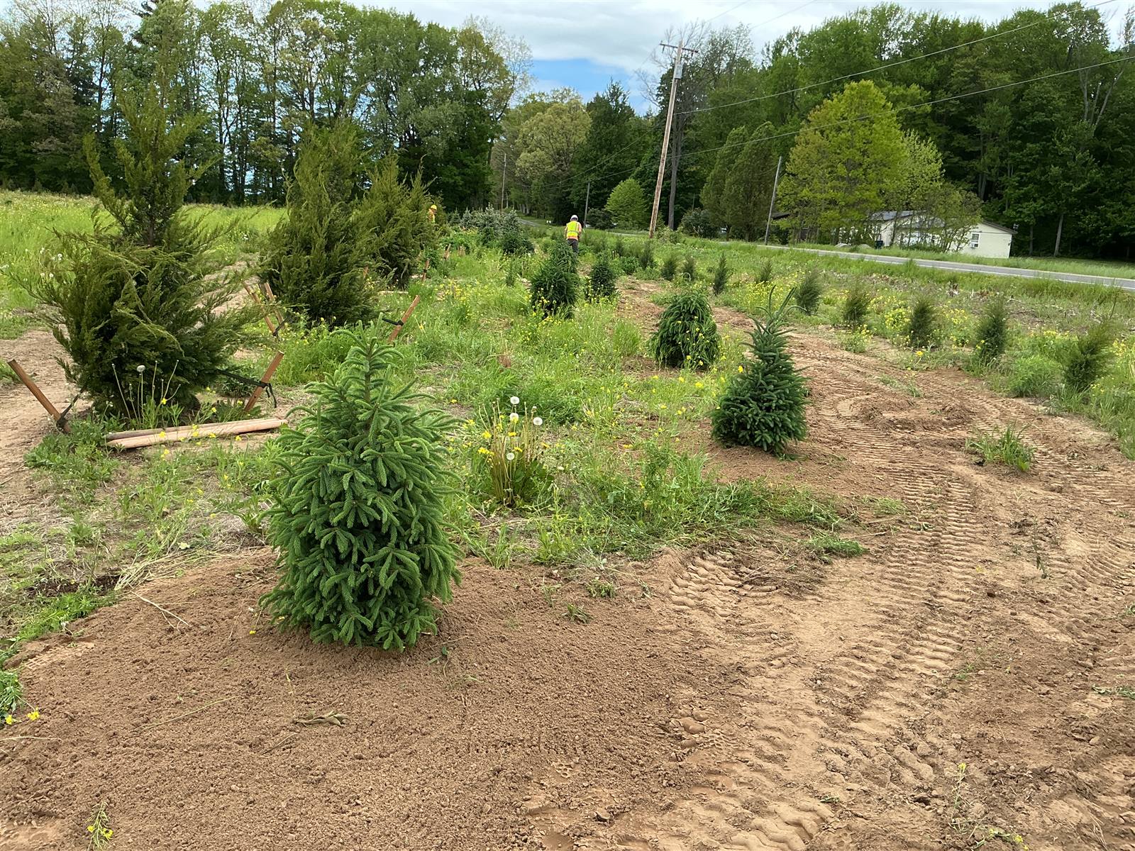 Spruce planted in cleared ground marked by equipment tracks
