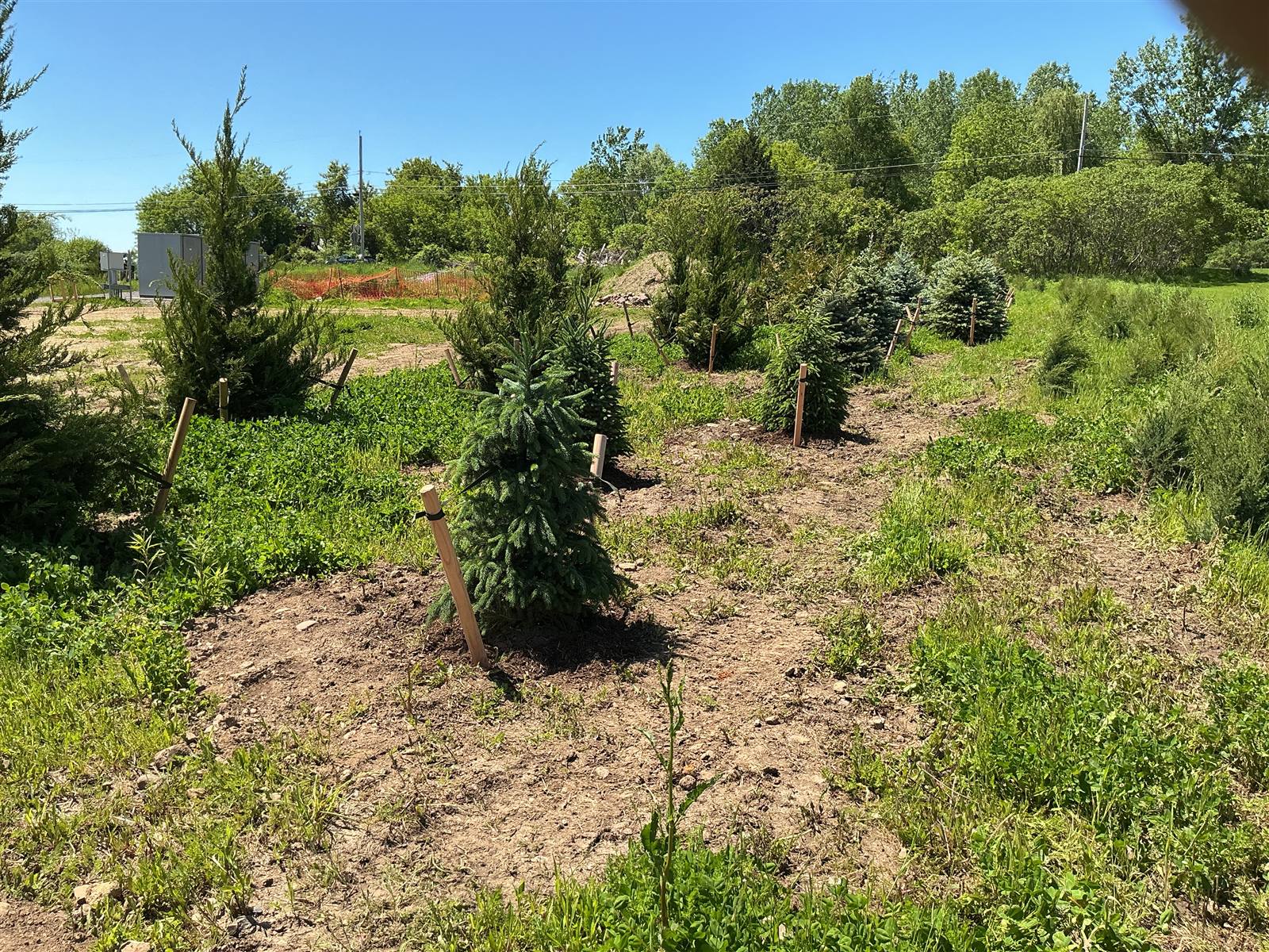 Staked evergreens planted in rows at the Phase 2 site