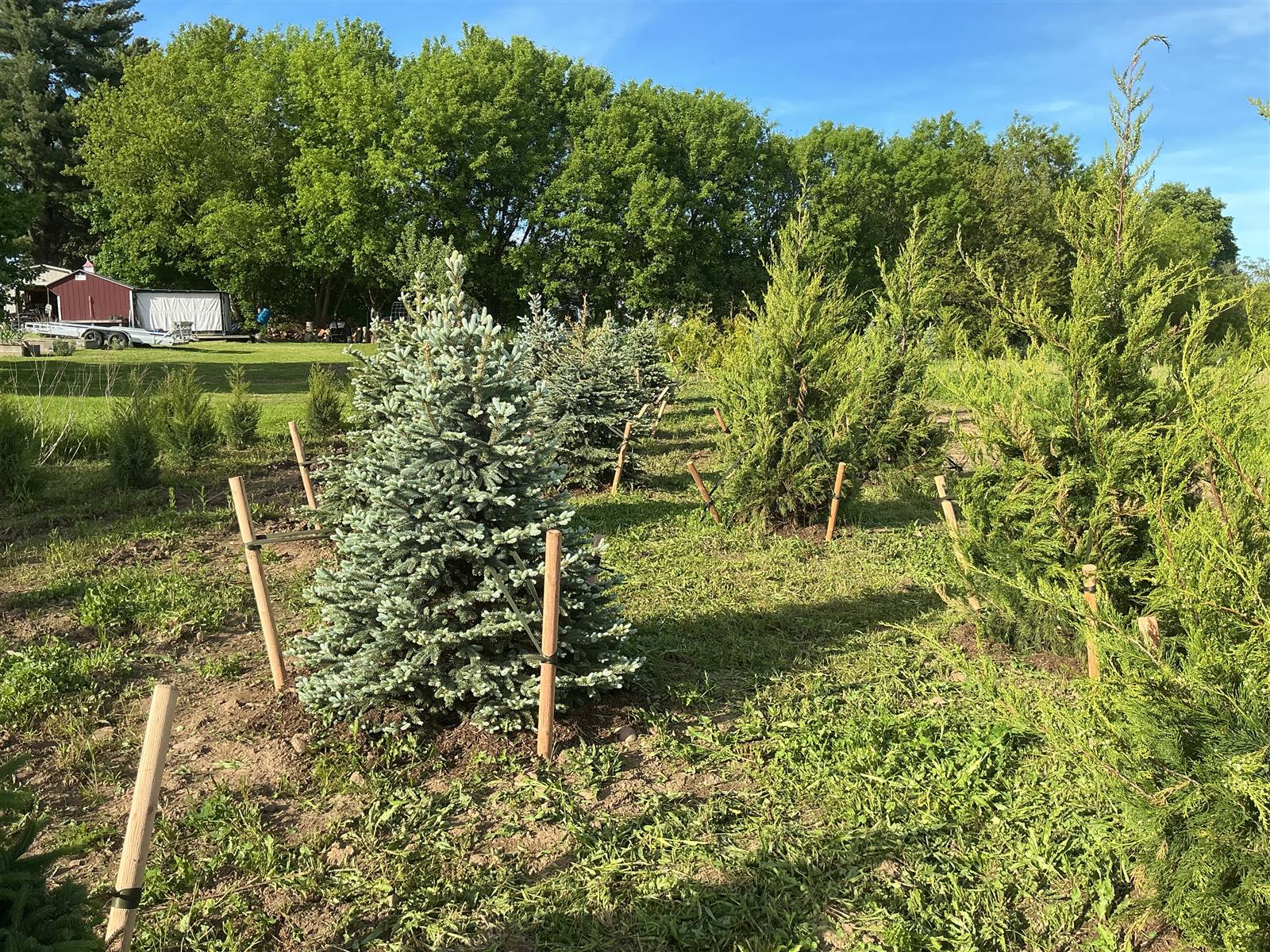 Blue spruce and junipers staked in a field near a farm building