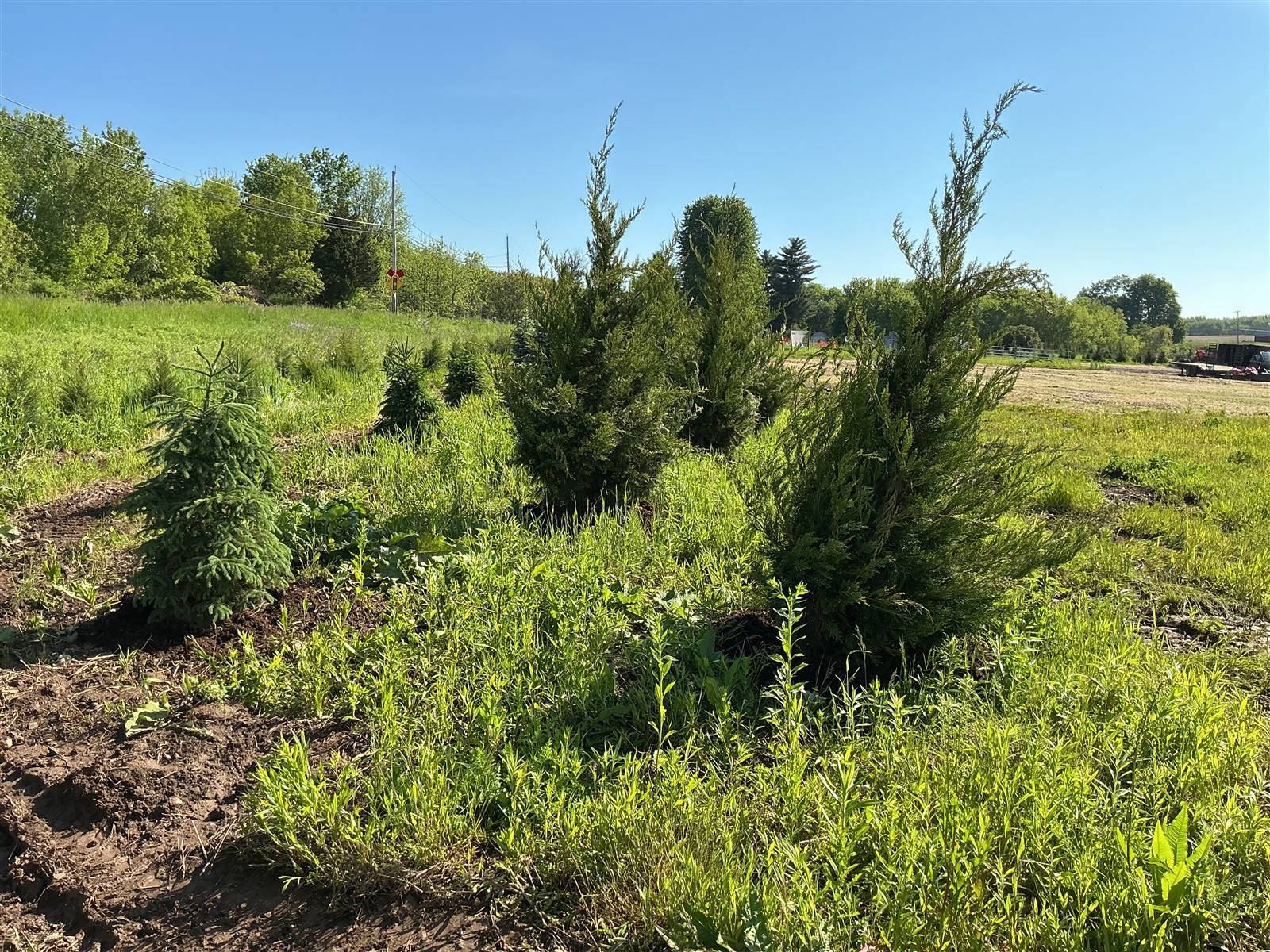 Junipers and spruce planted among native grasses