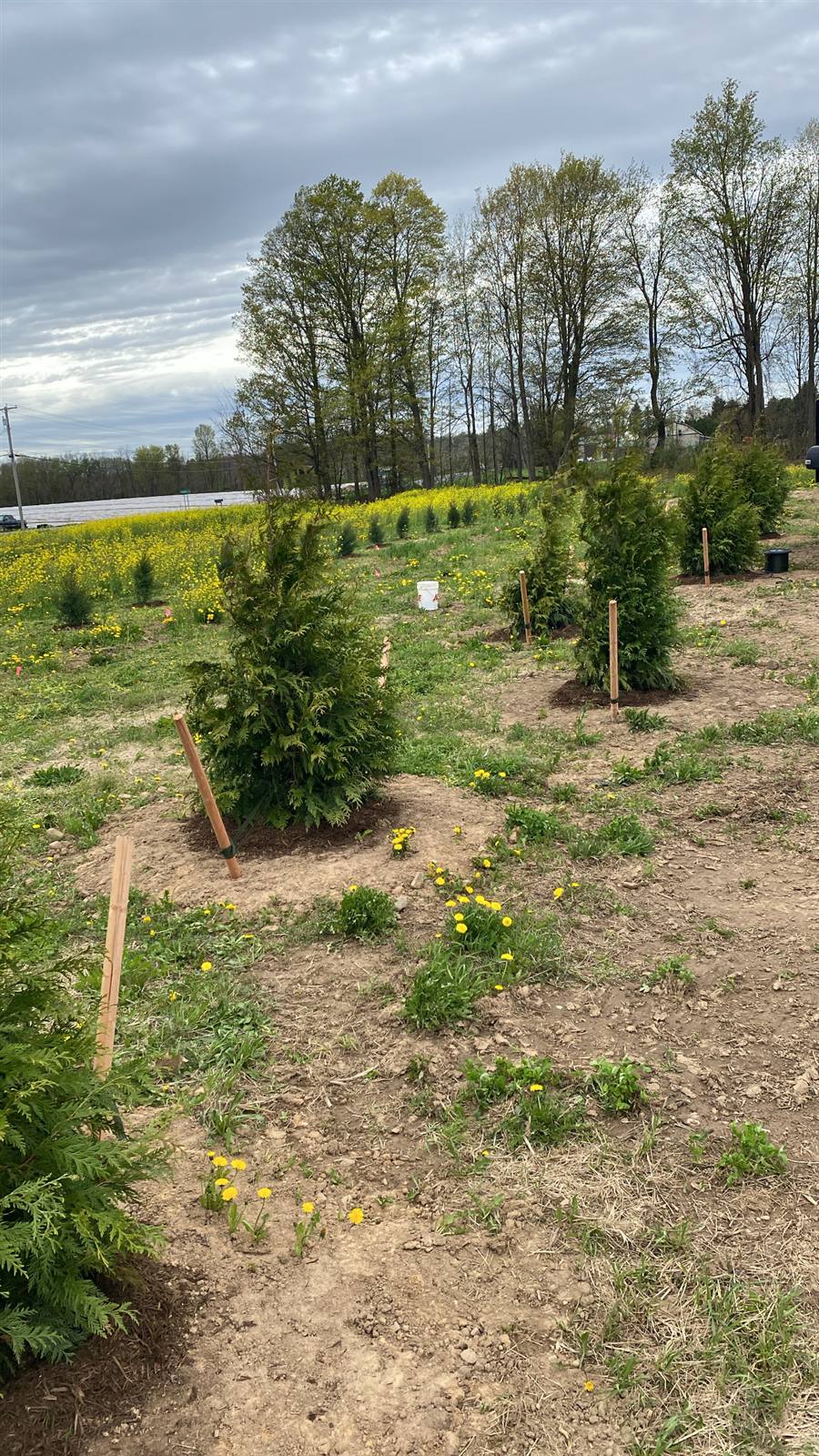 Newly planted evergreen with a support stake in a field