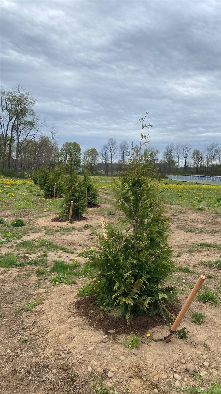 Spruce planted in graded soil beside a road