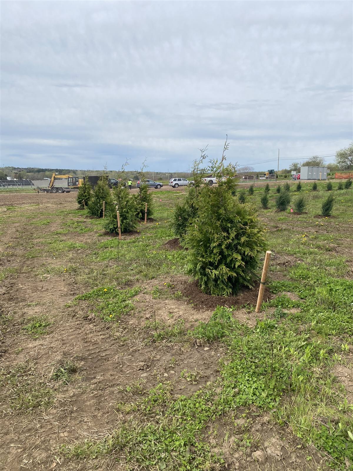 Young evergreens planted along an open edge