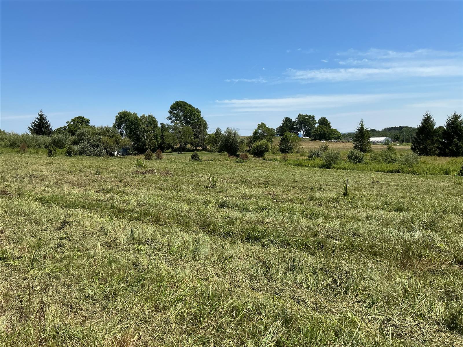 Mowed rows across an open field