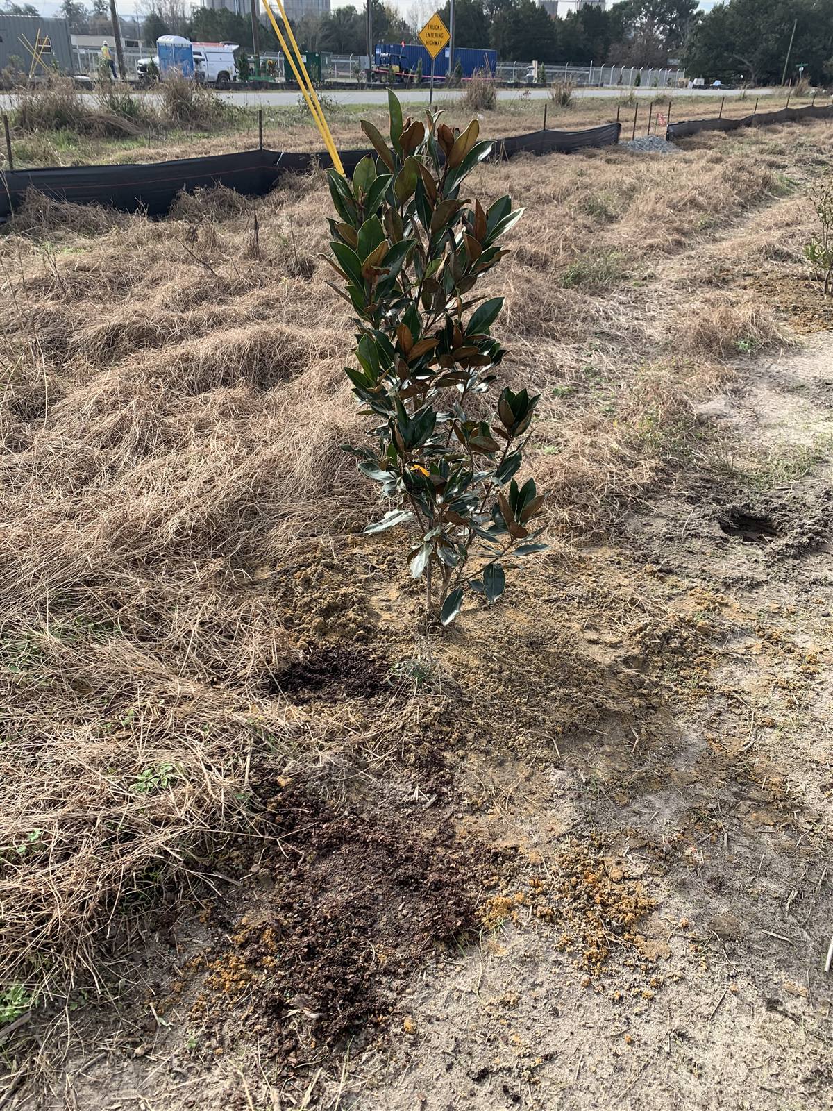 Magnolia planted in mulched ground along a fence line