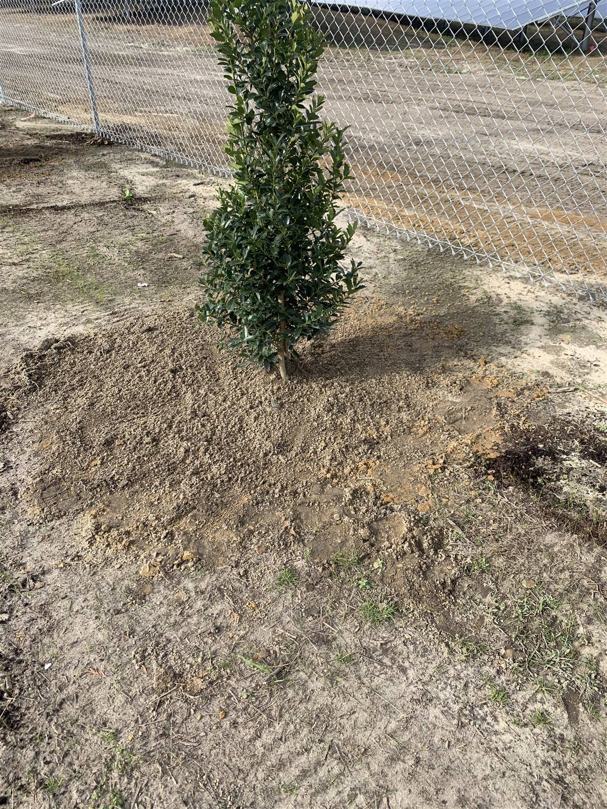 Evergreen screening tree planted along a fenced site