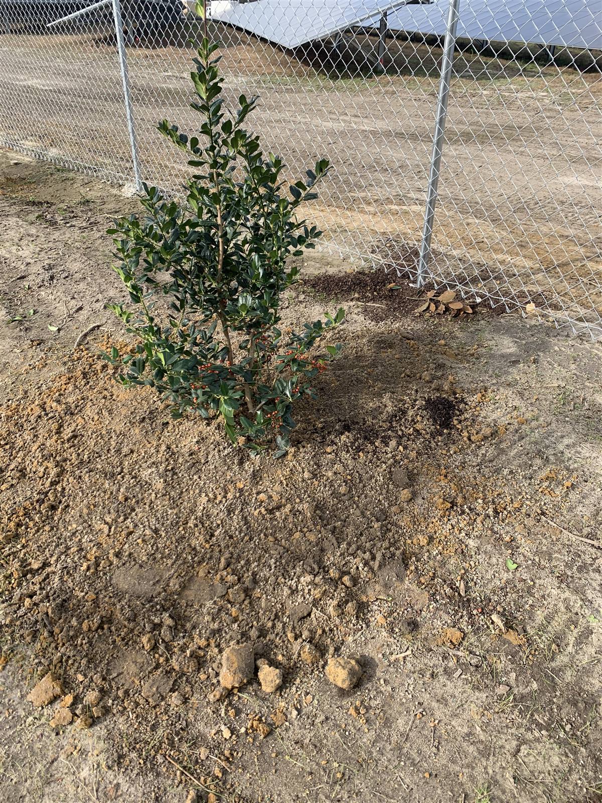 Holly-type shrub planted beside a chain-link fence
