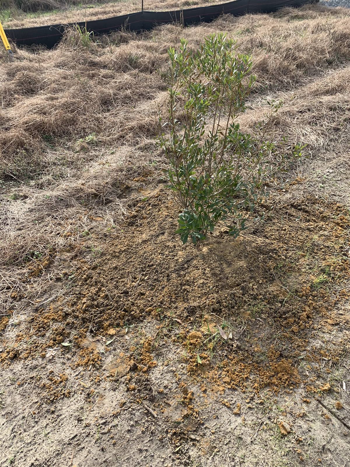 Young tree planted in graded sandy soil