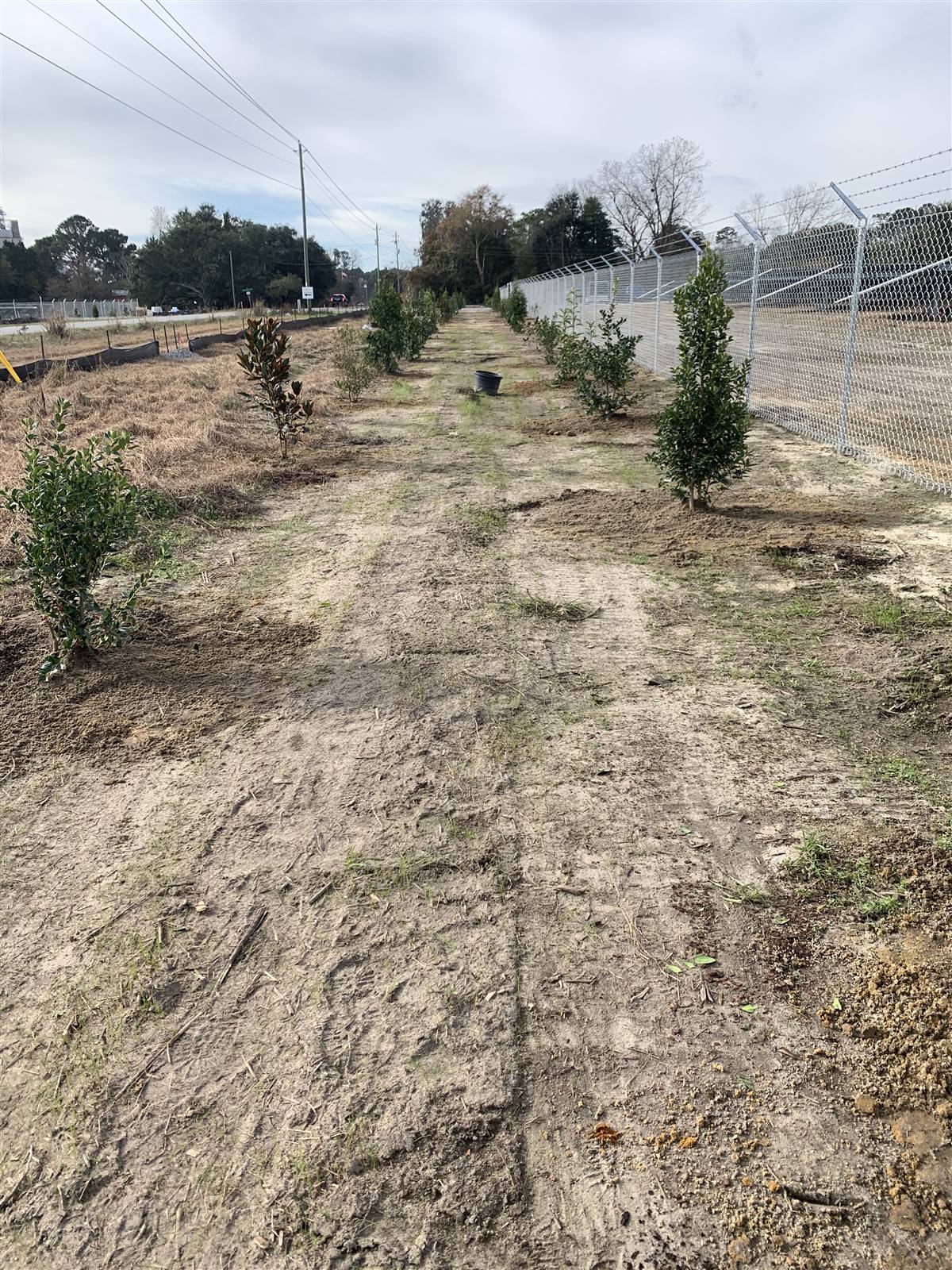 Row of newly planted screening trees along a solar fence line