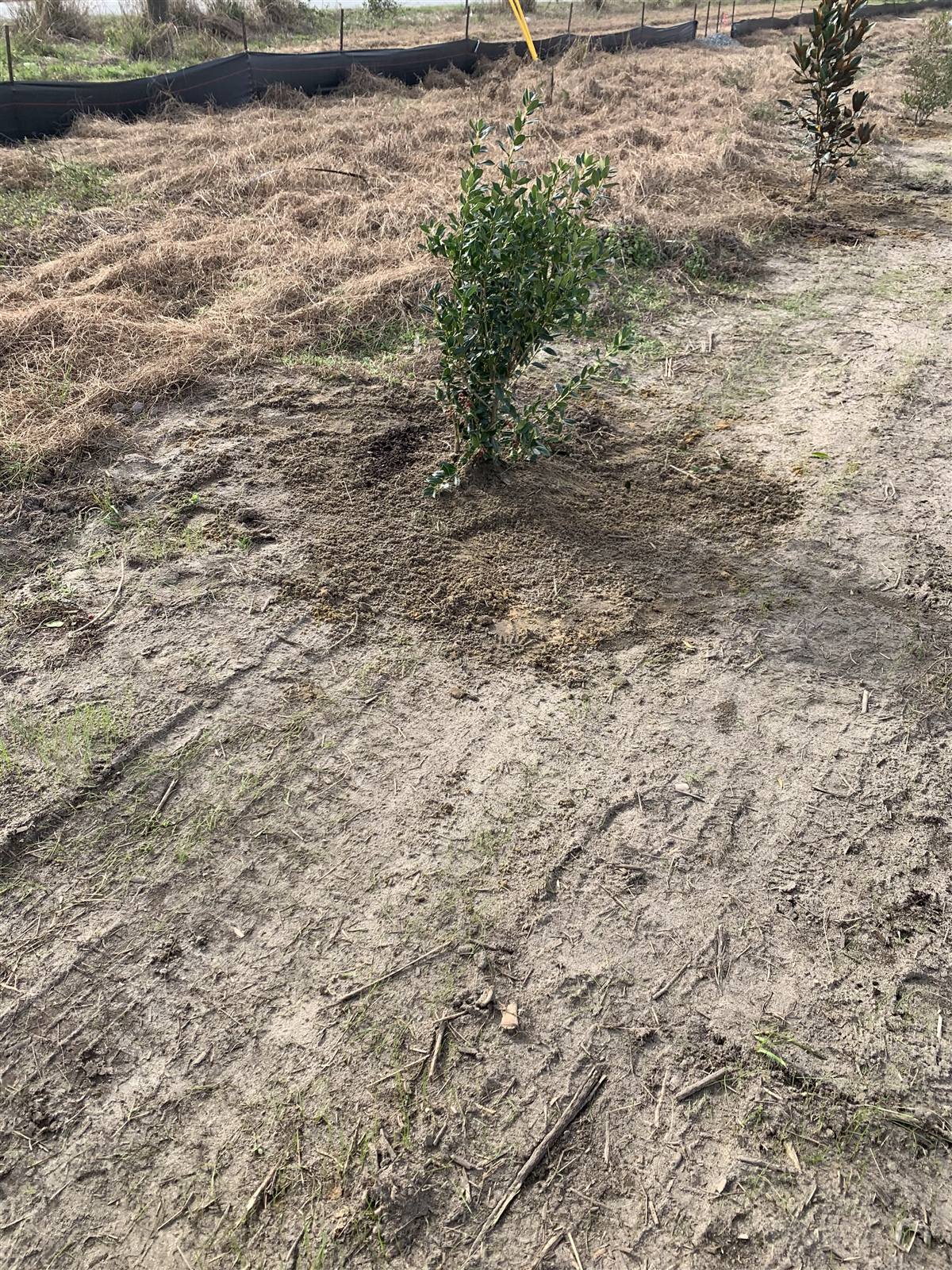 Newly planted tree beside a fence with solar panels beyond