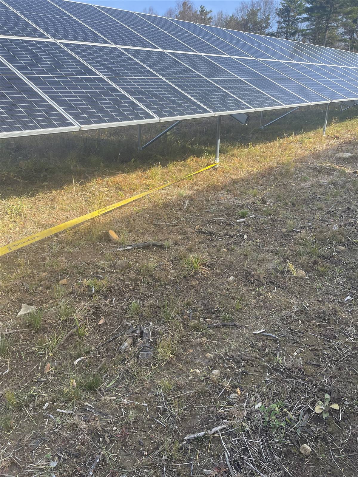 Seeded ground between solar array rows