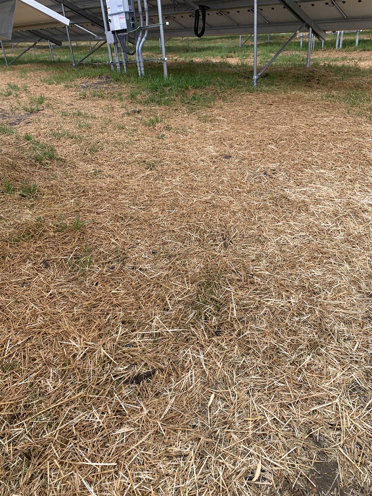 Raked and hay-covered ground beside a solar array