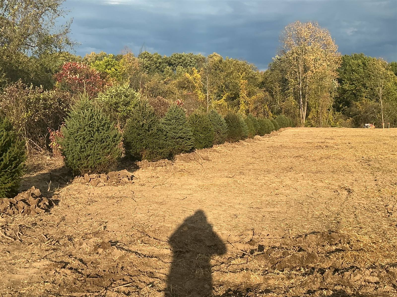 Evergreens planted along the edge of a stabilized area in autumn