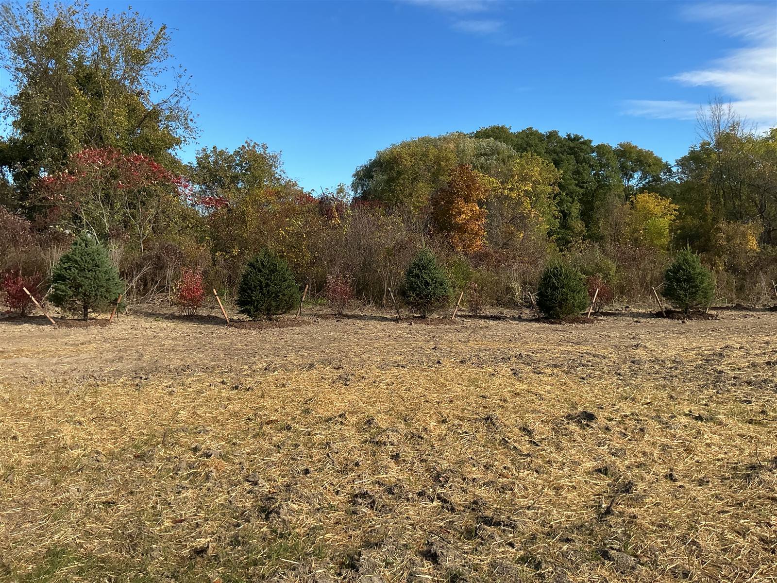 Autumn view of planted evergreens beyond bare graded ground