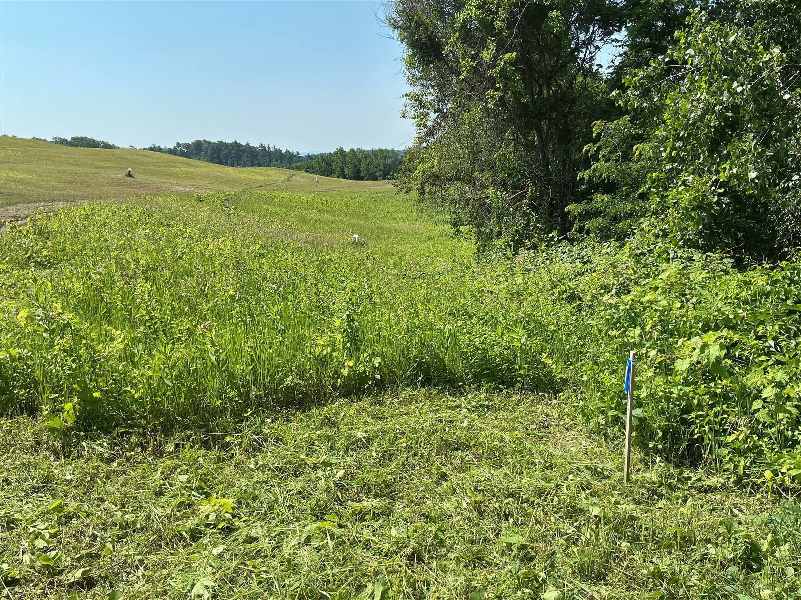 Mown slope with survey stakes