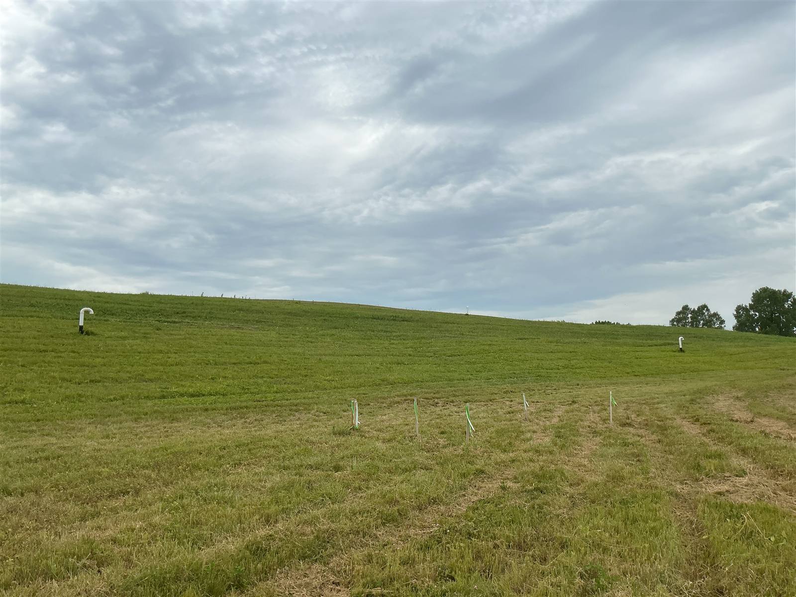 Mowed field with fresh cutting lines