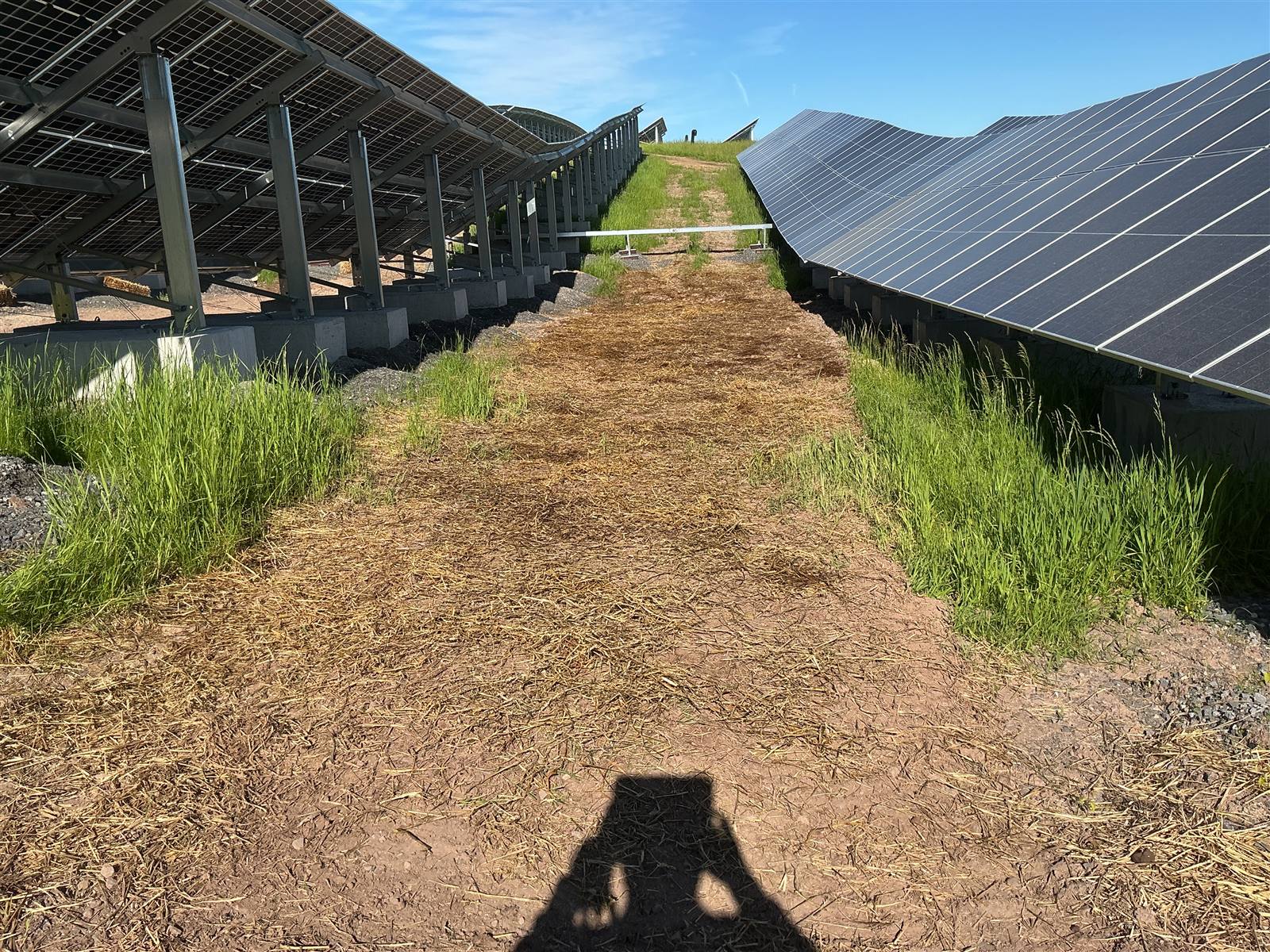 Solar array rows with a raked seed bed and mowed grass margin